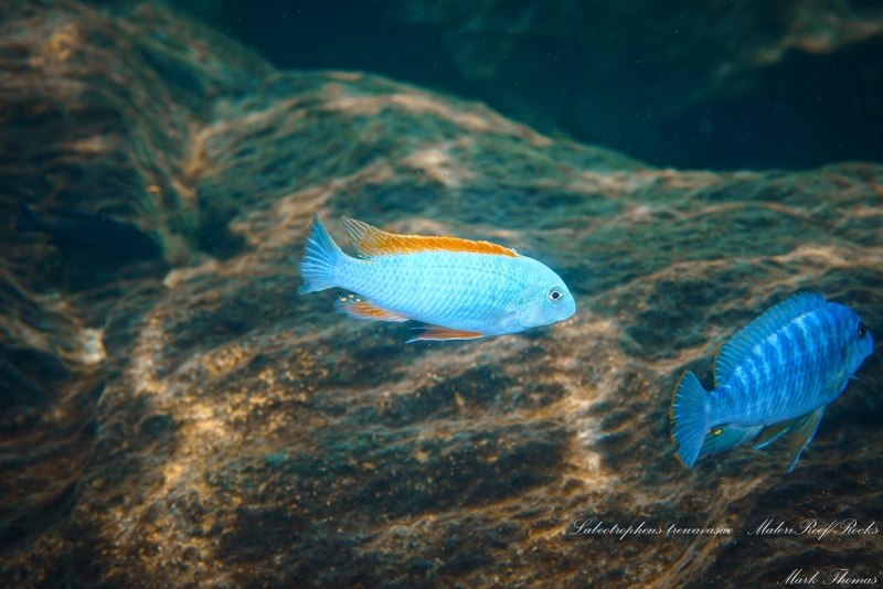 Labeotropheus trewavasae 'Maleri Island'